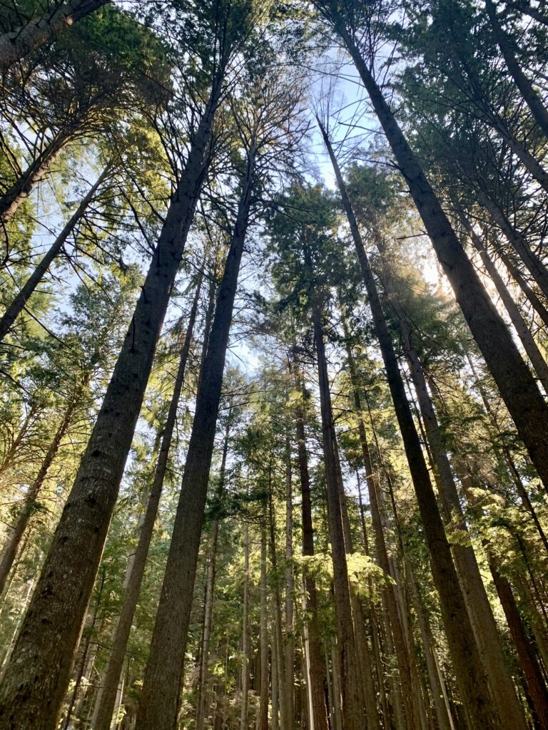 Start of the Grouse Grind Trail