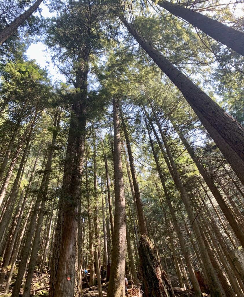 Grouse Grind Trail