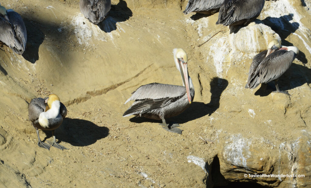 Wildlife at La Jolla Cove San Diego