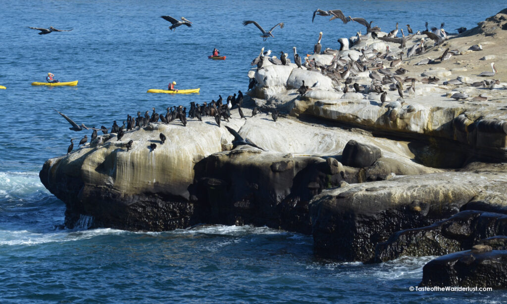 Wildlife at La Jolla Cove San Diego