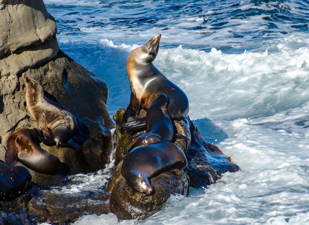 California Sea Lion at La Jolla Cove, San Diego