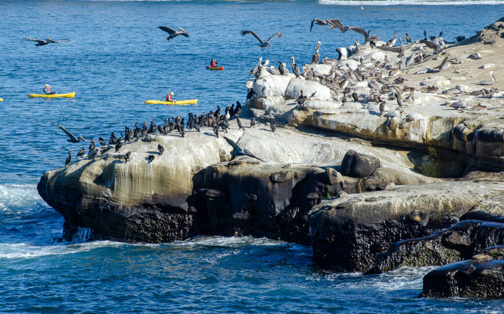 Pelicans at La Jolla Cove, San Diego