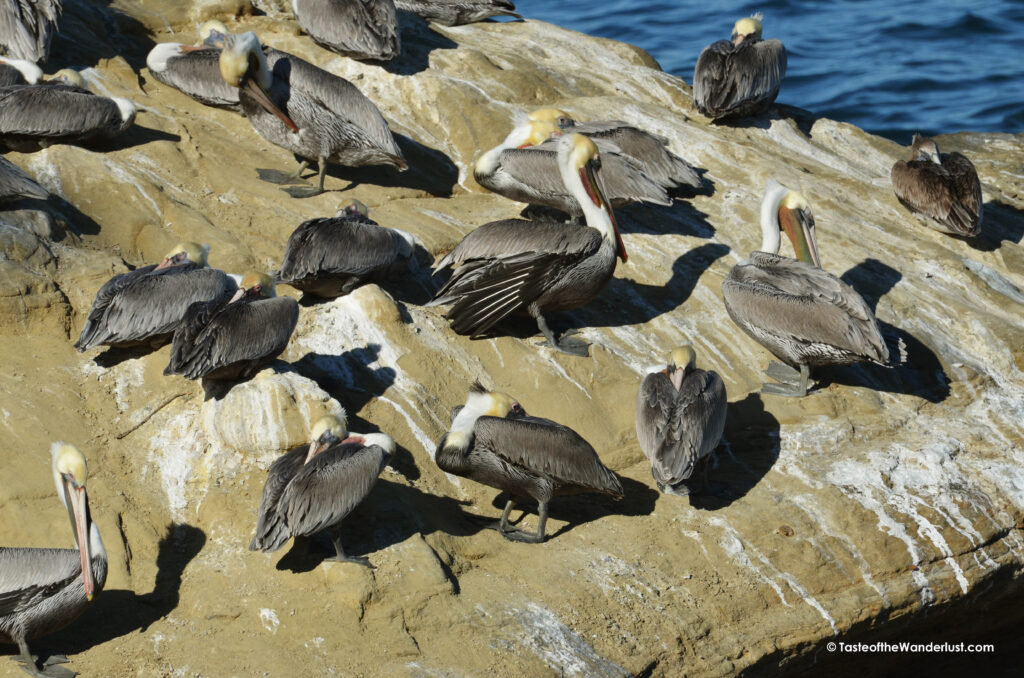 Wildlife at La Jolla Cove San Diego