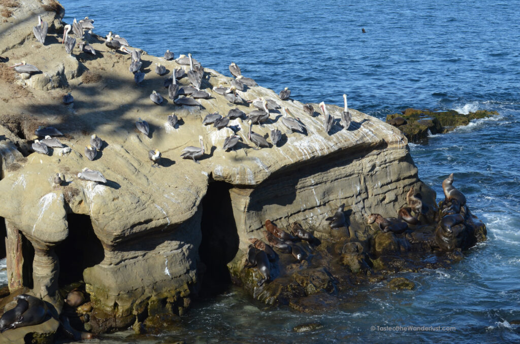 Wildlife at La Jolla Cove San Diego