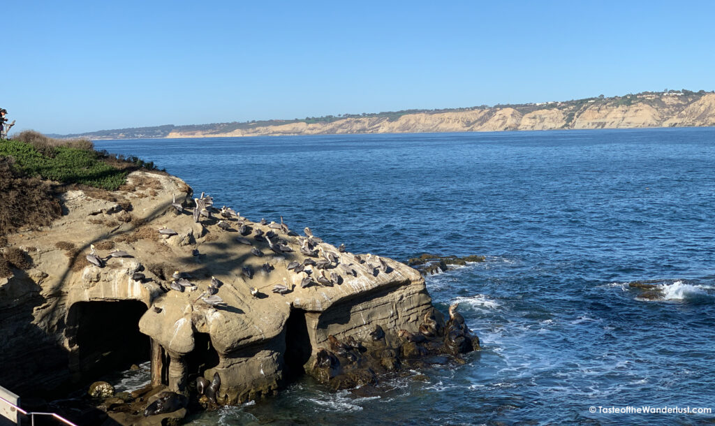 Wildlife at La Jolla Cove San Diego