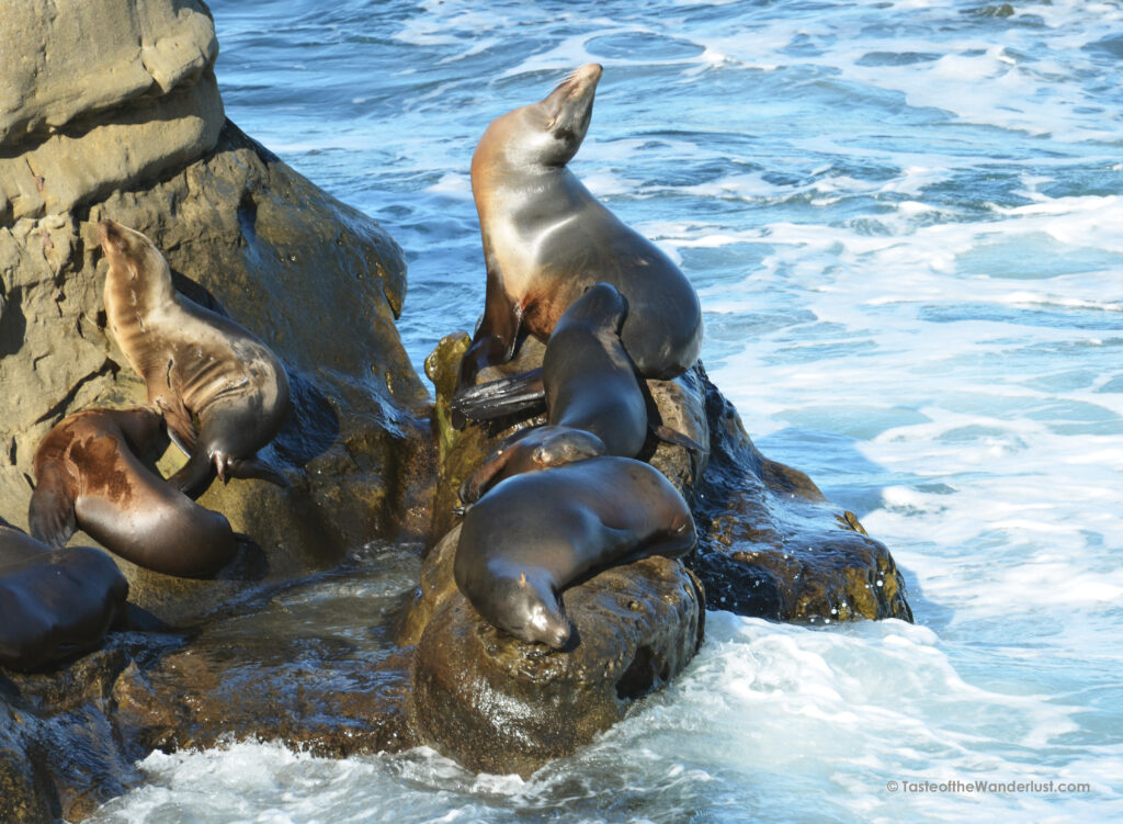 Wildlife at La Jolla Cove San Diego