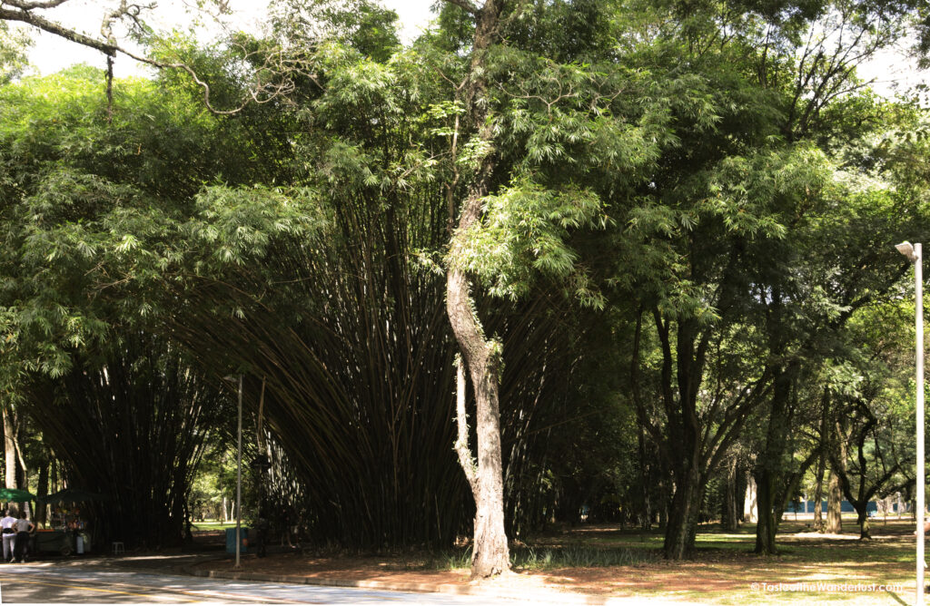 Parque Ibirapuera Sao Paulo Brazil