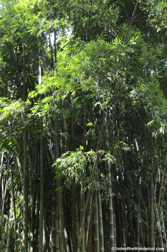 Parque Ibirapuera Sao Paulo Brazil