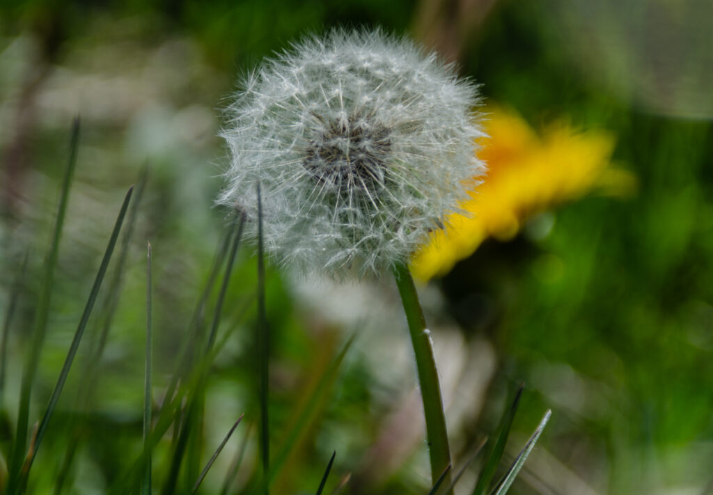 Dandelion in Mayfield Park, Manchester