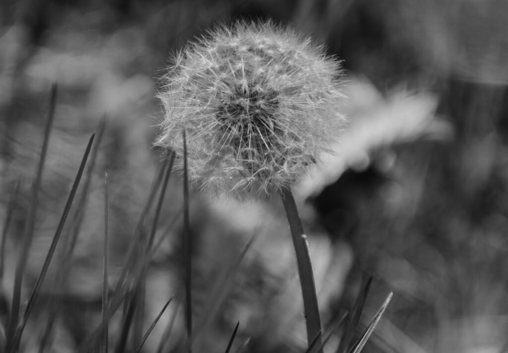 B&W Dandelion in Mayfield Park, Manchester