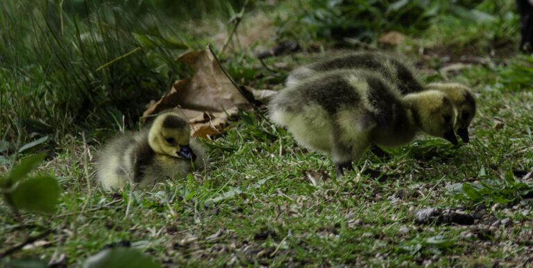 Canada Goslings near the River Irwell, Manchester