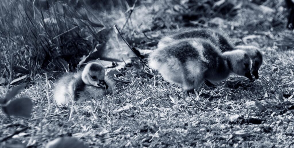 Canada Goslings near the River Irwell, Manchester