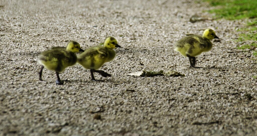 Canada Goslings - River Irwell, Manchester