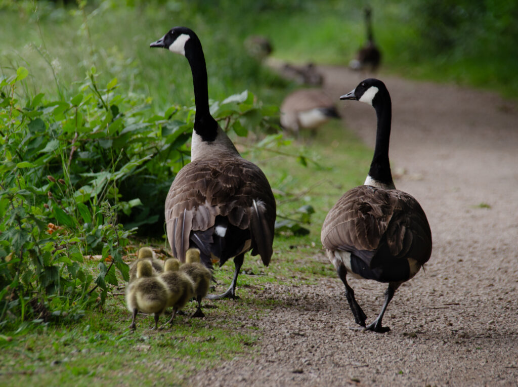 Canada Geese - River Irwell, Manchester