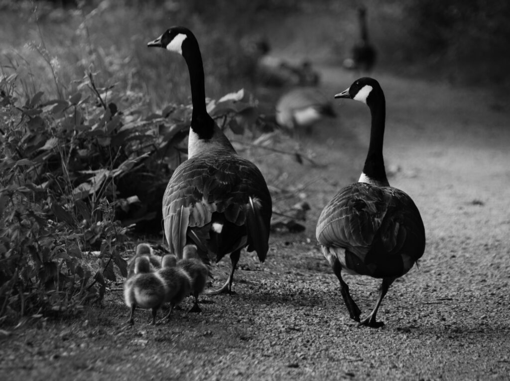 B&W Canada Geese - River Irwell, Manchester