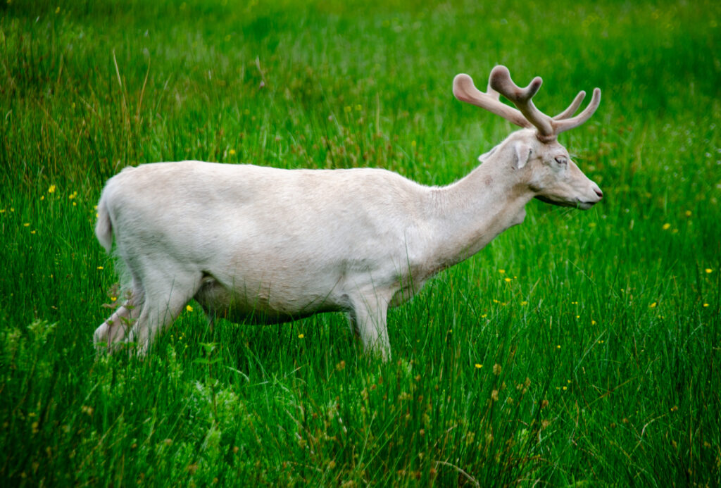 White Fallow Deer at Dunham Massey