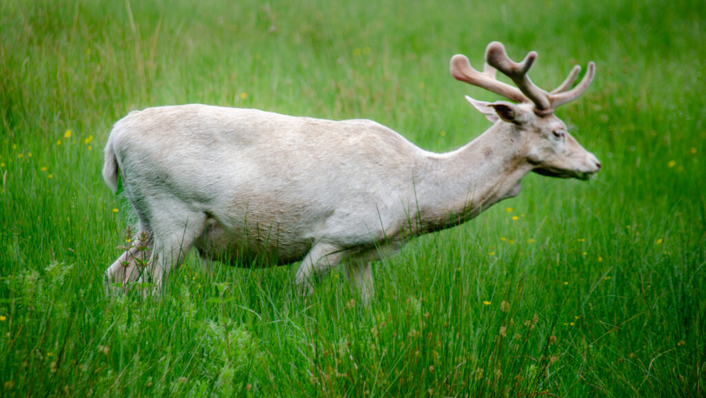 White Fallow Deer at Dunham Massey