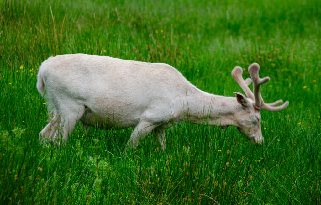White Fallow Deer at Dunham Massey