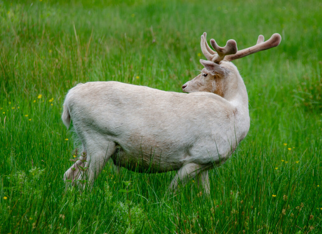 White Fallow Deer at Dunham Massey
