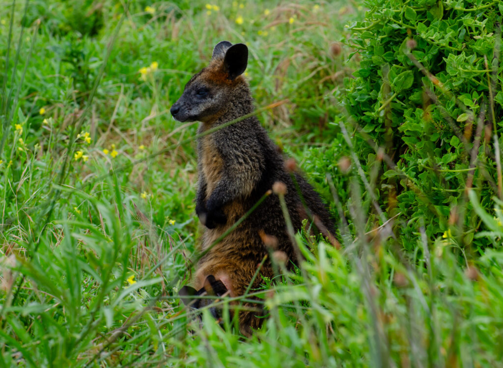 Swamp Wallaby, Griffiths Island, Victoria Australia