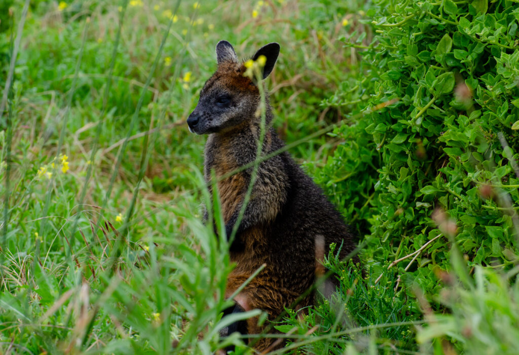 Swamp Wallaby, Griffiths Island, Victoria Australia