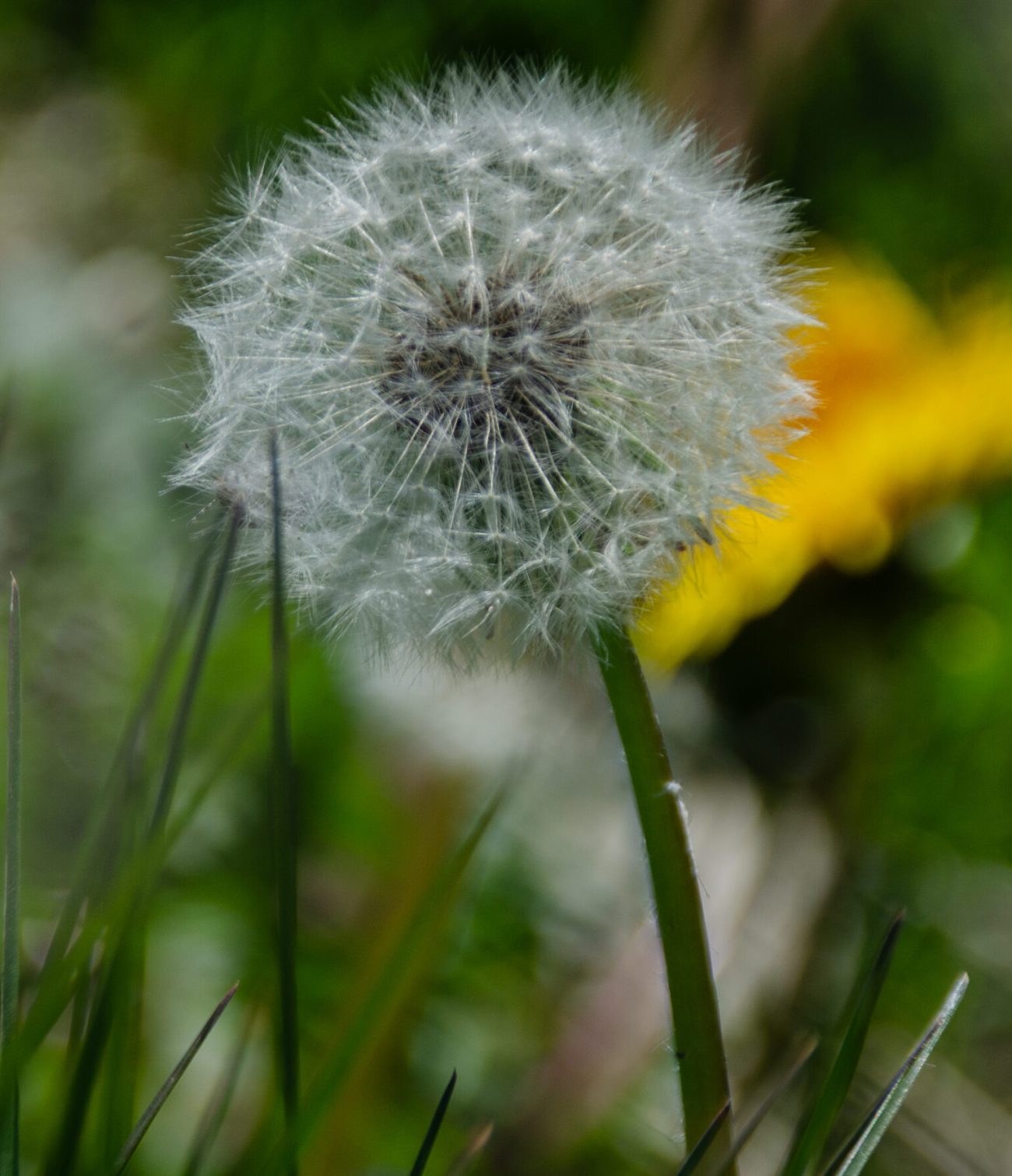 Dandelion in Mayfield Park, Manchester